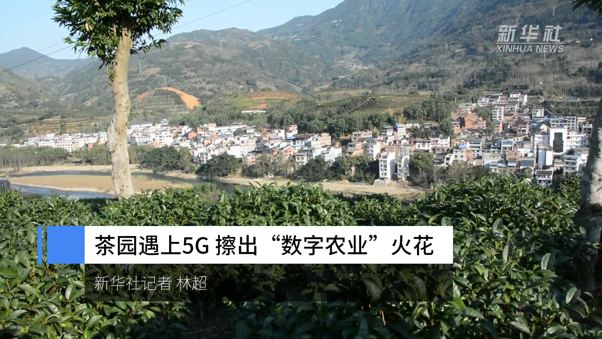 新年新气象｜茶园遇上5G，擦出“数字农业”火花