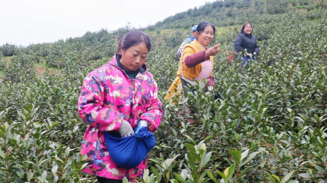 「乡村振兴进行时」思南：5G智慧茶园助力春茶管护