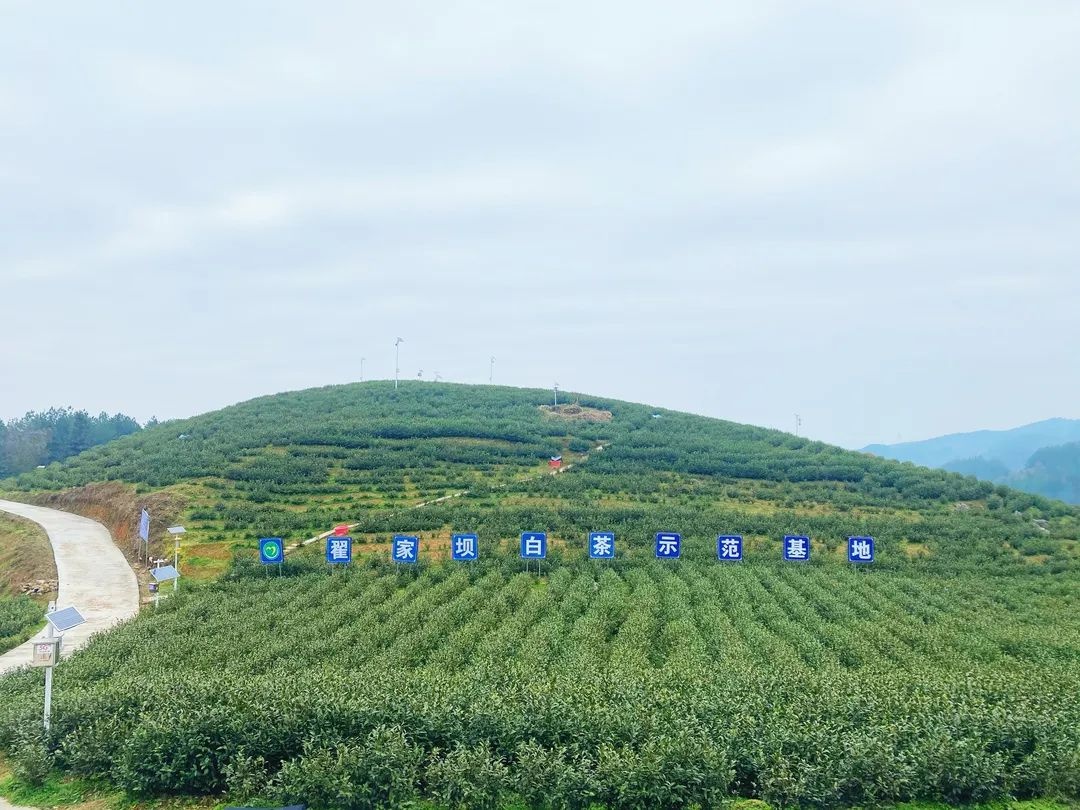 「乡村振兴进行时」思南：5G智慧茶园助力春茶管护