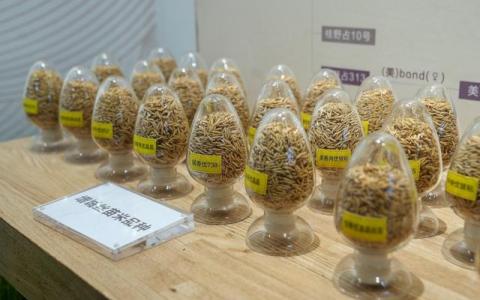 这片土地“真香”！“丝苗米之乡” 开启5G种田｜高质量发展看中国