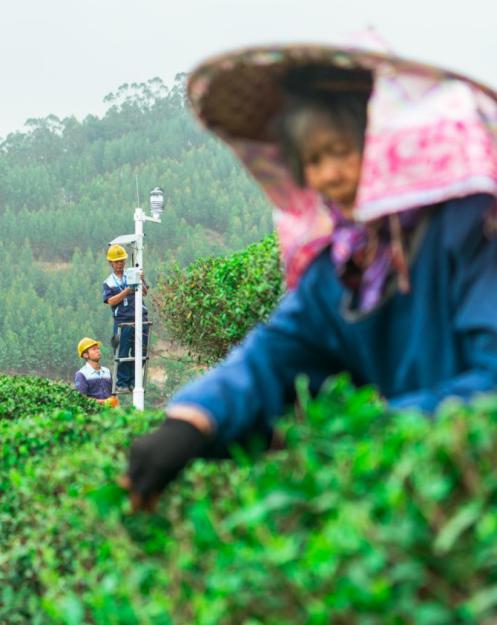 G技术助力广西贵港茶产业数字化转型及产业链延伸"