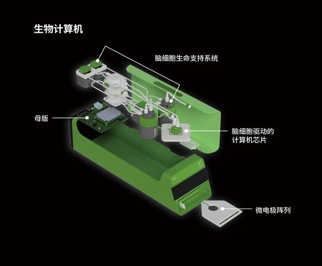 这家人工智能初创公司希望通过构建脑细胞驱动的计算机成为下一个英伟达
