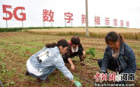 新安縣：5G數(shù)字辣椒賦能鄉(xiāng)村振興