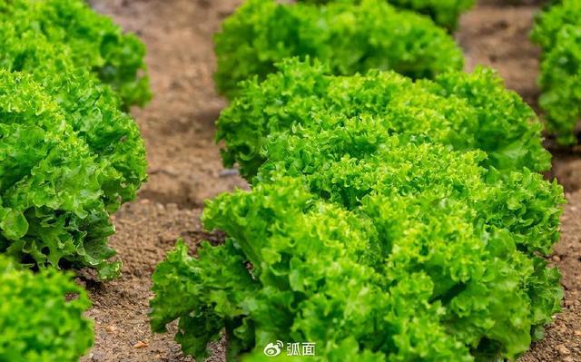 观点趋势：人工智能改善食品和饮料制造业的六种方式