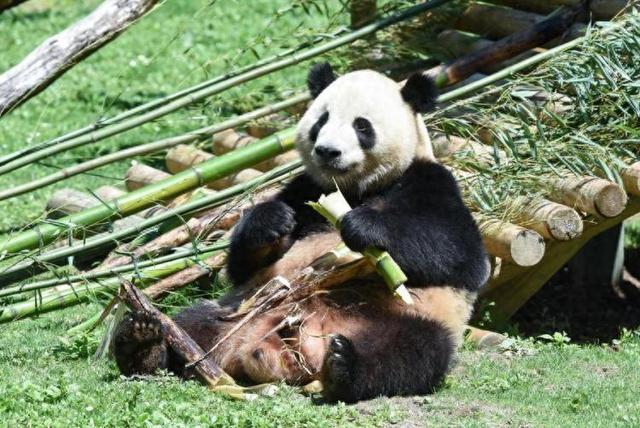 西班牙马德里动物园推出人工智能熊猫保育员