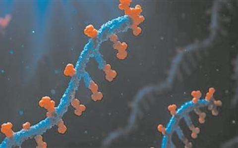 “生物人工智能”系統(tǒng)創(chuàng)建 可模擬自然進化 能加速分子研發(fā)